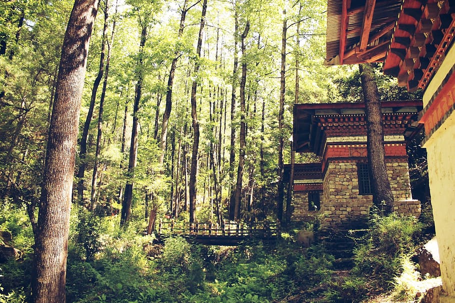 casa, arbres, foto del pont, branques, pont, la llum del dia, medi ambient, bosc, verd, creixement, cases, jungla, paisatge, fulles, a l'aire lliure, parc, pacífica, roques, escènic, ruta, viatjar, troncs d’arbres, fusta, boscos, arbre, planta, arquitectura, estructura construïda, tronc, tronc de l'arbre, terra, naturalesa, exterior de l'edifici, dia, vista d’angle baix, cap gent, edifici, tranquil·litat, color verd, religió, santuari, 1080P
