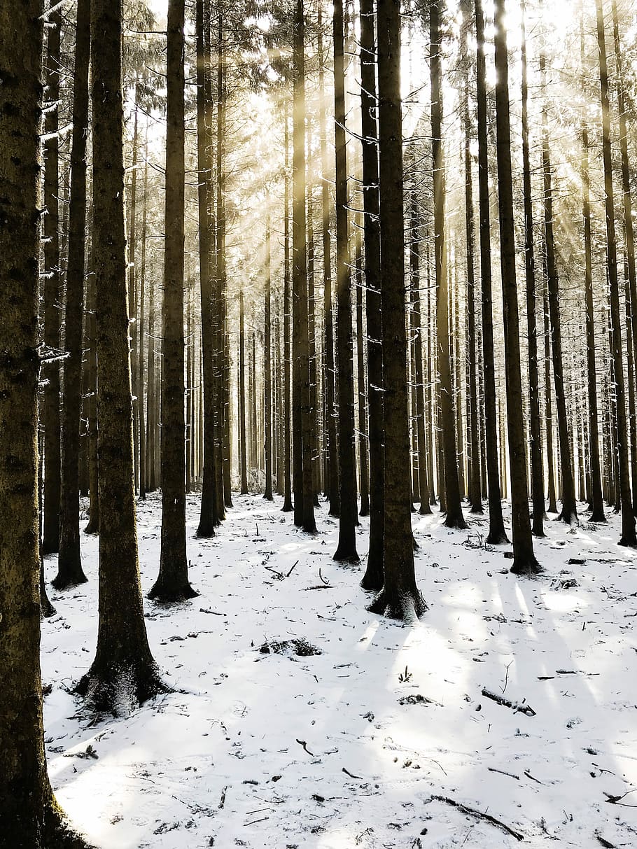 Marrone, alberi, coperto, la neve, giorno, luce solare attraverso gli alberi, albero, foresta, riga, sole, raggio, terra, temperatura fredda, inverno, pianta, tronco, tronco d'albero, bosco, bellezza nella natura, la tranquillità, natura, crescita, copertura, scena tranquilla, nessuno, scenics - natura, scena non urbana, all'aperto, Pino, bosco di pini, albero di conifere, 4K