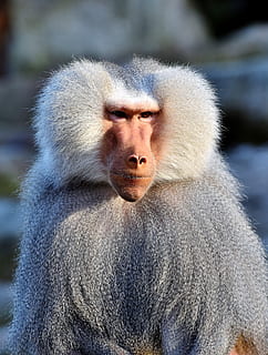 selettivo, foto di messa a fuoco, grigio, Marrone, scimmia, babbuino, primate, creatura, animale, natura, zoo, tiergarten, fotografia naturalistica, scalata, tierpark hellabrunn, fauna selvatica, animali allo stato selvatico, mammifero, un animale, vertebrato, nessuno, avvicinamento, giorno, ritratto, parte del corpo animale, concentrarsi sulle conoscenze acquisite, guardando la fotocamera, all'aperto, contemplazione, bocca aperta, 4K, CC0, dominio pubblico, privo di copyright