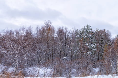 las, śnieg, Chmura, zimowy, zimowy las, drzewa, Natura, drzewo, śnieżna zima natura, sosna, krajobraz, Rosja, piękny, zimowy krajobraz, Oddział, cień, zimna temperatura, nagie drzewo, niebo, chmura - niebo, roślina, spokój, piękno natury, scenics - natura, żadnych ludzi, wylądować, spokojna scena, środowisko, dzień, scena pozamiejska, na dworze, 4K, CC0, domena publiczna, darmowe zdjęcia