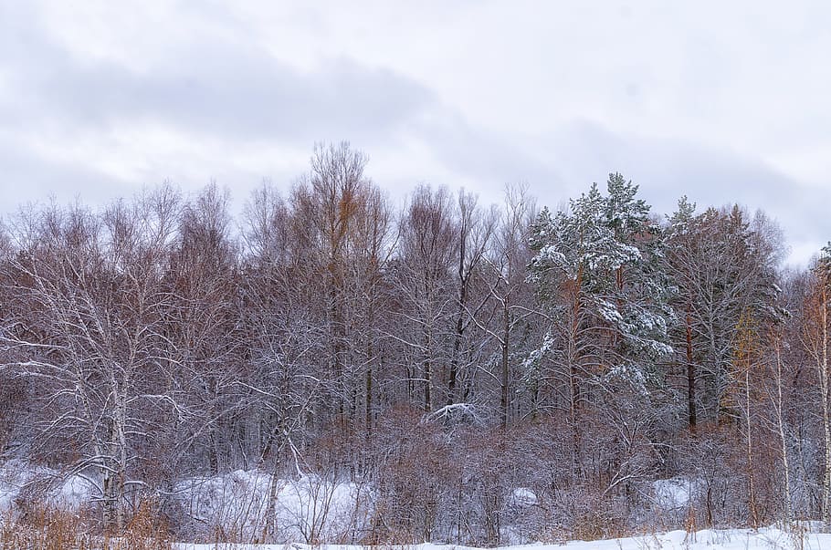las, śnieg, Chmura, zimowy, zimowy las, drzewa, Natura, drzewo, śnieżna zima natura, sosna, krajobraz, Rosja, piękny, zimowy krajobraz, Oddział, cień, zimna temperatura, nagie drzewo, niebo, chmura - niebo, roślina, spokój, piękno natury, scenics - natura, żadnych ludzi, wylądować, spokojna scena, środowisko, dzień, scena pozamiejska, na dworze, 4K