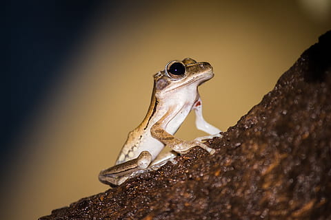 rana, raganella, avvicinamento, temi animali, animale, un animale, fauna selvatica, animali allo stato selvatico, lucertola, rettile, nessuno, vertebrato, solido, roccia, roccia - oggetto, natura, geco, parte del corpo animale, all'aperto, giorno, anfibio, testa di animale, bocca aperta, 5K, CC0, dominio pubblico, privo di copyright