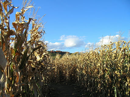 cărare, câmp de porumb, labirint de porumb, cădea, tulpină, recolta, fermă, porumb, labirint, rural, agricultură, a decupa, camp, planta de cereale, creştere, cer, plantă, teren, peisaj, natură, zi, frumusețe în natură, liniște, porumb - cultură, nici o persoana, nor - cer, scenice - natura, în aer liber, plantaţie, 1080P, CC0, domeniu public, fără drepturi de autor