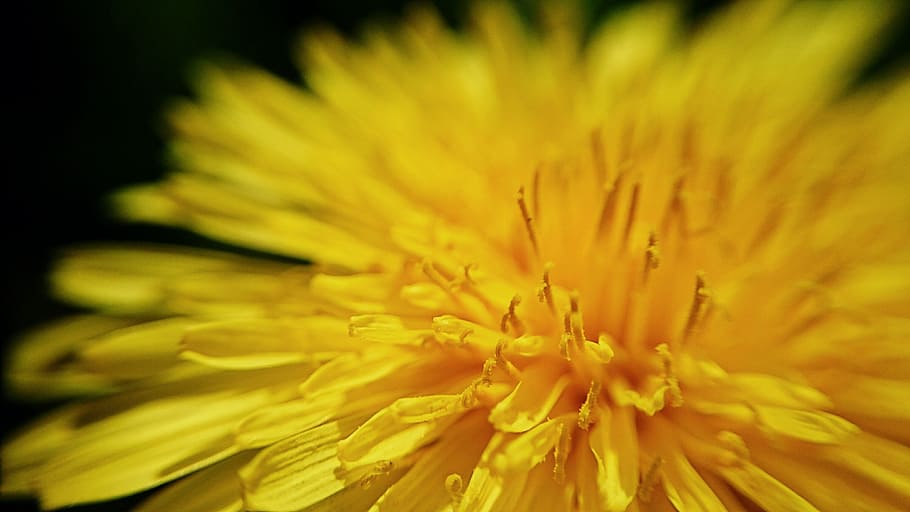 dent de lleó, Leipzig, macro, tancar, naturalesa, planta, flor, florir, primavera, flors, flor groga, groc, registre públic, assolellat, estiu, Alemanya, saxònia, resum, art, fons, imatge de fons, món, impressions, frescor, fragilitat, cap de flor, planta amb flors, bellesa a la natura, primer pla, vulnerabilitat, pètal, creixement, inflorescència, primer pla extrem, cap gent, enfocament selectiu, a l'aire lliure, pol·len, 2K