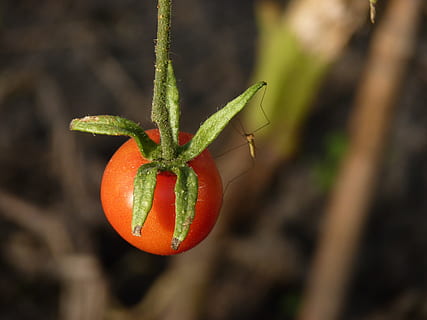comendo, natureza, folha, fechar-se, focar em primeiro plano, plantar, cor verde, Comida, comida e bebida, frescura, crescimento, ninguém, cor laranja, dia, fruta, Alimentação saudável, ao ar livre, tomate, parte da planta, agricultura, beleza na natureza, maduro, 4K, CC0, domínio público, royalty free
