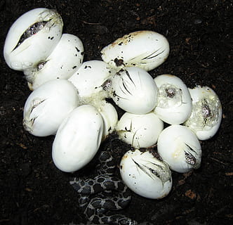 snake eggs, hatching, snakes, eggs, reptiles, animal, reptile, wildlife, snakelet, emerging, pantherophis guttatus guttatus, hatchling, vegetable, food, food and drink, healthy eating, high angle view, wellbeing, freshness, no people, raw food, close-up, field, day, land, nature, still life, white color, outdoors, group of objects, mushroom, organic, 1080P, CC0, public domain, royalty free