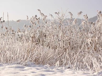 winter, sneeuw, winters, koude, besneeuwd, riet, winterstemming, sneeuwlandschap, winter magie, fabriek, koude temperatuur, natuur, geen mensen, kalmte, schoonheid in de natuur, milieu, dag, land-, rustige scène, hemel, scenics - natuur, veld-, groei, bevroren, gras, landschap, buitenshuis, 4K, CC0, publiek domein, royaltyvrij