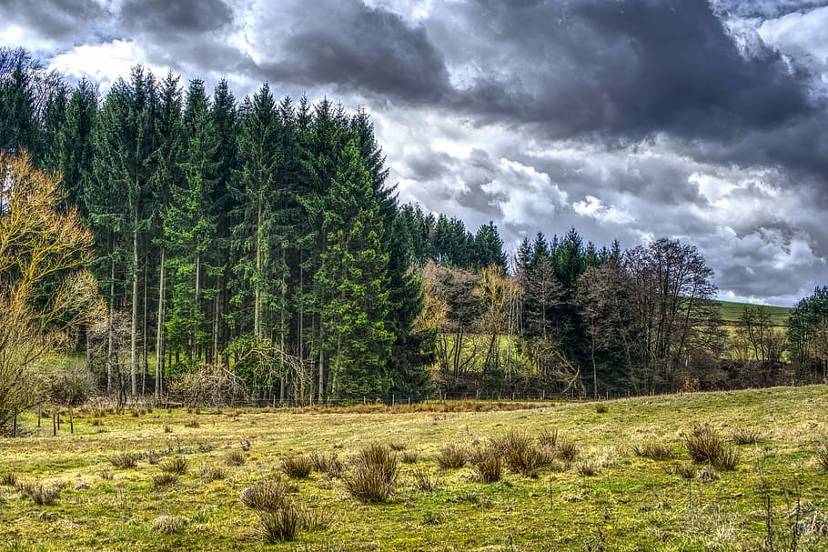 verde, alberi di pino, campo, nuvole di nimbo, giorno, foresta, prato, natura, albero, legna, paesaggio, panorama, nuvole, Dramma, montagne, cielo, hdr, ampia gamma dinamica, contrasto, pioggia, nuvole di pioggia, nuvole di tempesta, tempesta, pianta, nuvola - cielo, terra, bellezza nella natura, ambiente, crescita, nessuno, colore verde, la tranquillità, scena tranquilla, scenics - natura, scena non urbana, Pino, albero di conifere, all'aperto, bosco di pini, 5K