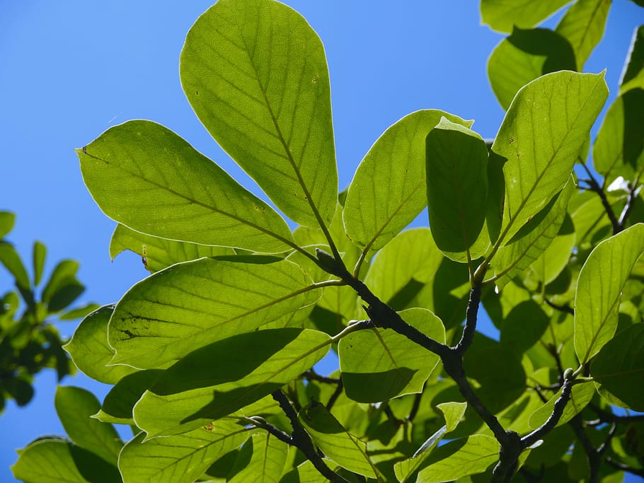 cielo, nube, vento, naturale, legna, boschi, ramo, vena, verde, foglia, cielo blu, tomei superstrada, strada, area di parcheggio ayuzawa, estate, Giappone, parte vegetale, colore verde, pianta, crescita, natura, nessuno, luce del sole, bellezza nella natura, albero, avvicinamento, blu, Inquadratura dal basso, giorno, freschezza, all'aperto, cielo sereno, sfondi, le foglie, 4K