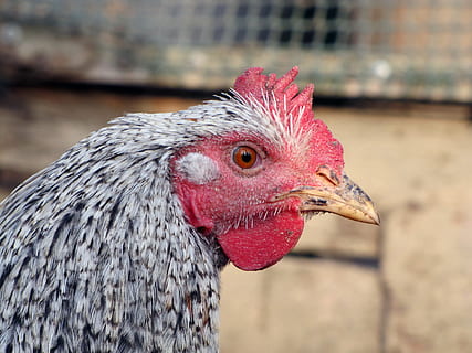 gallina, ocell, aus de corral, mascotes, cap, animal, temes d'animals, pollastre - ocell, animals domèstics, bestiar, vertebrats, pollastre, nacional, un animal, centrar-se en primer pla, primer pla, mamífer, part del cos dels animals, cap d’animals, gall, agricultura, dia, animal masculí, bec, cap gent, vista del perfil, ull d’animals, 4K, CC0, domini públic, lliure de regalies