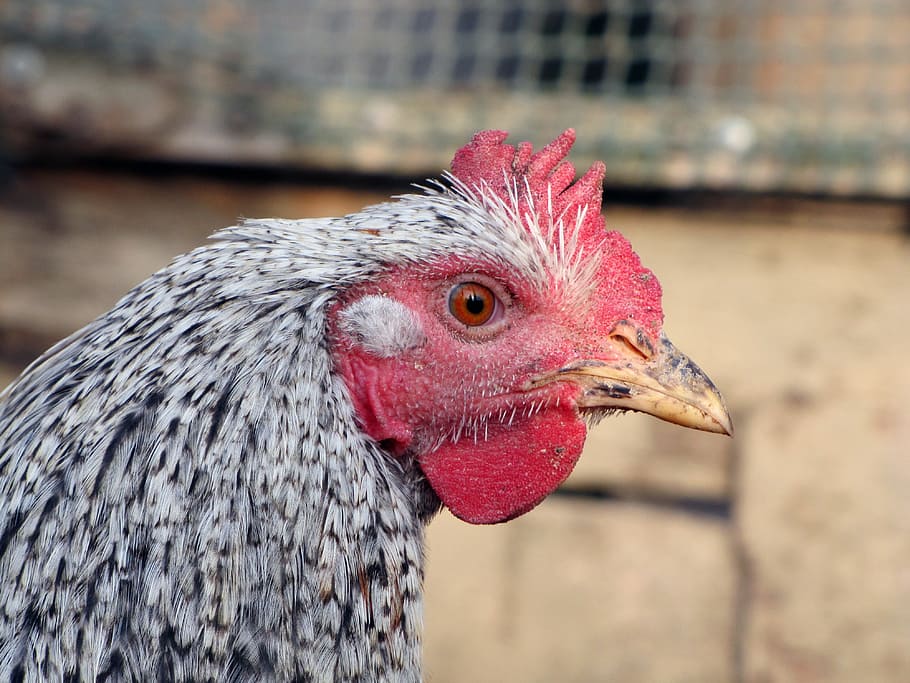 gallina, ocell, aus de corral, mascotes, cap, animal, temes d'animals, pollastre - ocell, animals domèstics, bestiar, vertebrats, pollastre, nacional, un animal, centrar-se en primer pla, primer pla, mamífer, part del cos dels animals, cap d’animals, gall, agricultura, dia, animal masculí, bec, cap gent, vista del perfil, ull d’animals, 4K