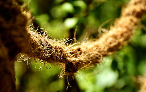 Seil, dick, Tau, Festsetzung, Stricken, verdrehte Seile, Nahansicht, Peitsche, Strand, eingewickelt, Natur, Pflanze, selektiver Fokus, Tag, Wachstum, keine Leute, Schönheit in der Natur, Fokus auf den Vordergrund, grüne Farbe, draußen, Ruhe, braun, Sonnenlicht, Verletzlichkeit, Zerbrechlichkeit, Blatt, Pflanzenteil, Frische, Land, stachelig, 5K, CC0, gemeinfrei, lizenzfrei