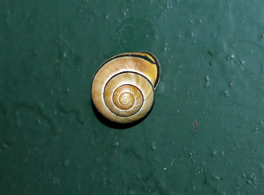 cargol, petxina de mar, de colors, verd, jardí, molluscum, gatejar, la creació de, corb, espiral, animalcule, animal, vieira, shell, mol·lusc, gasteròpode, naturalesa, macro, primer pla, closca d’animals, viscós, fauna animal, invertebrat, temes d'animals, animals a la natura, cap gent, un animal, dia, vista d’angle alt, a l'aire lliure, aigua, part del cos dels animals, color turquesa, 4K