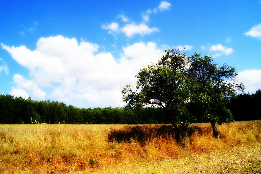 pohon, hutan, bidang, langit, lansekap, langit, pemandangan, alam, awan - langit, menanam, tanah, lingkungan Hidup, pertumbuhan, keindahan di alam, rumput, ketenangan, adegan yang tenang, adegan non-urban, scenics - alam, tidak ada orang, hari, di luar rumah, sinar matahari, 4K
