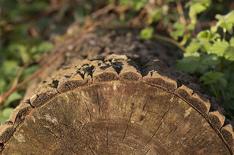 Baum, Stumpf, Stamm, Wald, Holz, Baumring, keine Leute, ein Tier, Nahansicht, Tierwelt, Tag, draußen, Natur, Tiere in freier Wildbahn, Reptil, Tierthemen, Tier, Wirbeltier, Fokus auf den Vordergrund, Pflanze, Eidechse, braun, Baumstumpf, Land, Borke, Leguan, Regenwald, 4K, CC0, gemeinfrei, lizenzfrei