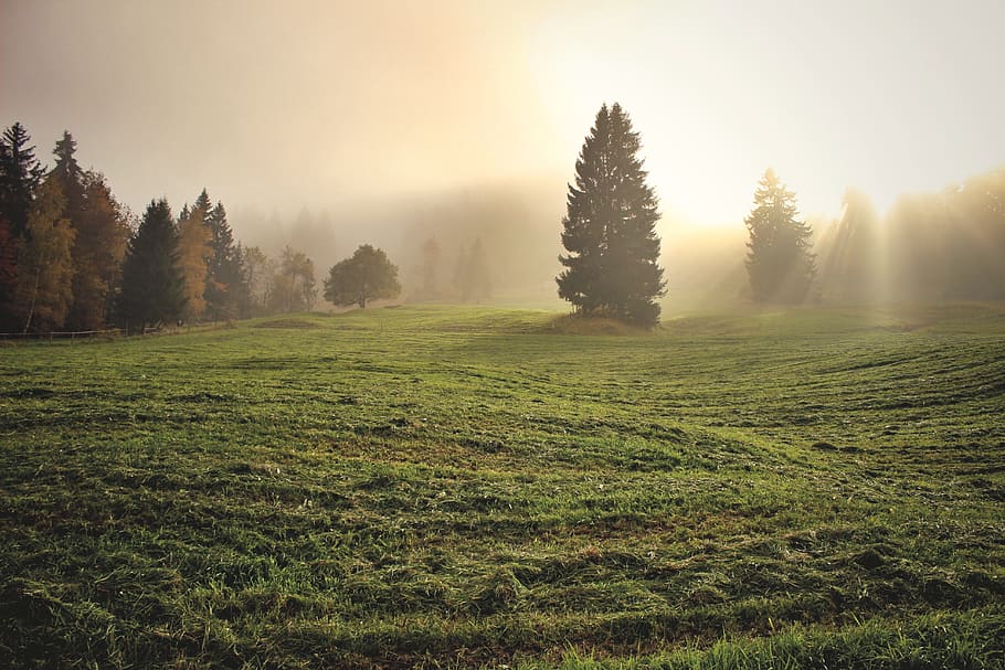 verd, arbres, prat d’herba, llum divina, llum, núvols, llum solar, esperit, espiritual, il·luminació, cel, divina, esperança, amor, sol, fe, abundància, benediccions, felicitat, gratitud, harmonia, curar, curació, pau, planta, arbre, medi ambient, terra, tranquil·litat, bellesa a la natura, paisatge, escena tranquil·la, escenics - natura, herba, color verd, camp, naturalesa, boira, cap gent, escena no urbana, creixement, a l'aire lliure, arbre de coníferes, pi, bosc, arbre de fulla perenne, bosc de pi, 5K