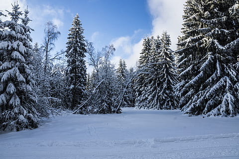alberi, coperto, la neve, giorno, inverno, Turingia Germania, foresta, paesaggio innevato, freddo, nevoso, natura, albero, brina, freddo - temperatura, paesaggio, all'aperto, stagione, ghiaccio, bianca, abete, bosco, congelato, Paesaggi, blu, montagna, Natale, temperatura fredda, scenics - natura, nuvola - cielo, pianta, terra, scena tranquilla, bellezza nella natura, Pino, ambiente, cielo, scena non urbana, la tranquillità, albero di conifere, bosco di pini, nessuno, albero sempreverde, montagna innevata, nevicando, 5K, CC0, dominio pubblico, privo di copyright