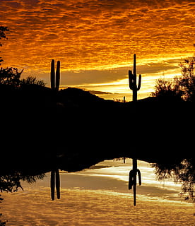 cactus, posta de sol, cel, reflexió, silueta, color taronja, persones reals, bellesa a la natura, escenics - natura, estils de vida, terra, naturalesa, planta, una persona, homes, aigua, arbre, activitat d'oci, escena no urbana, escena tranquil·la, a l'aire lliure, braç humà, braços aixecats, 4K, CC0, domini públic, lliure de regalies