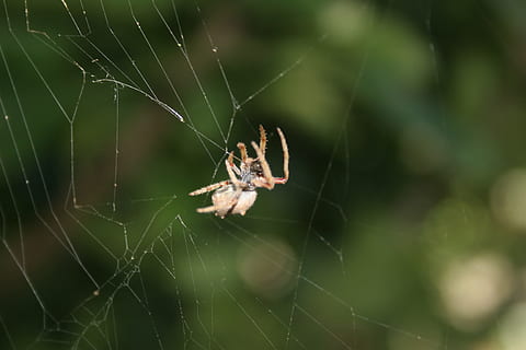 ragnatela, insetto, bug, natura, ragno, web, Halloween, aracnide, un animale, sopravvivenza, concentrarsi sulle conoscenze acquisite, animale, invertebrato, temi animali, fragilità, fauna selvatica, animali allo stato selvatico, avvicinamento, artropodo, giorno, vulnerabilità, nessuno, all'aperto, gamba animale, complessità, 2K, CC0, dominio pubblico, privo di copyright