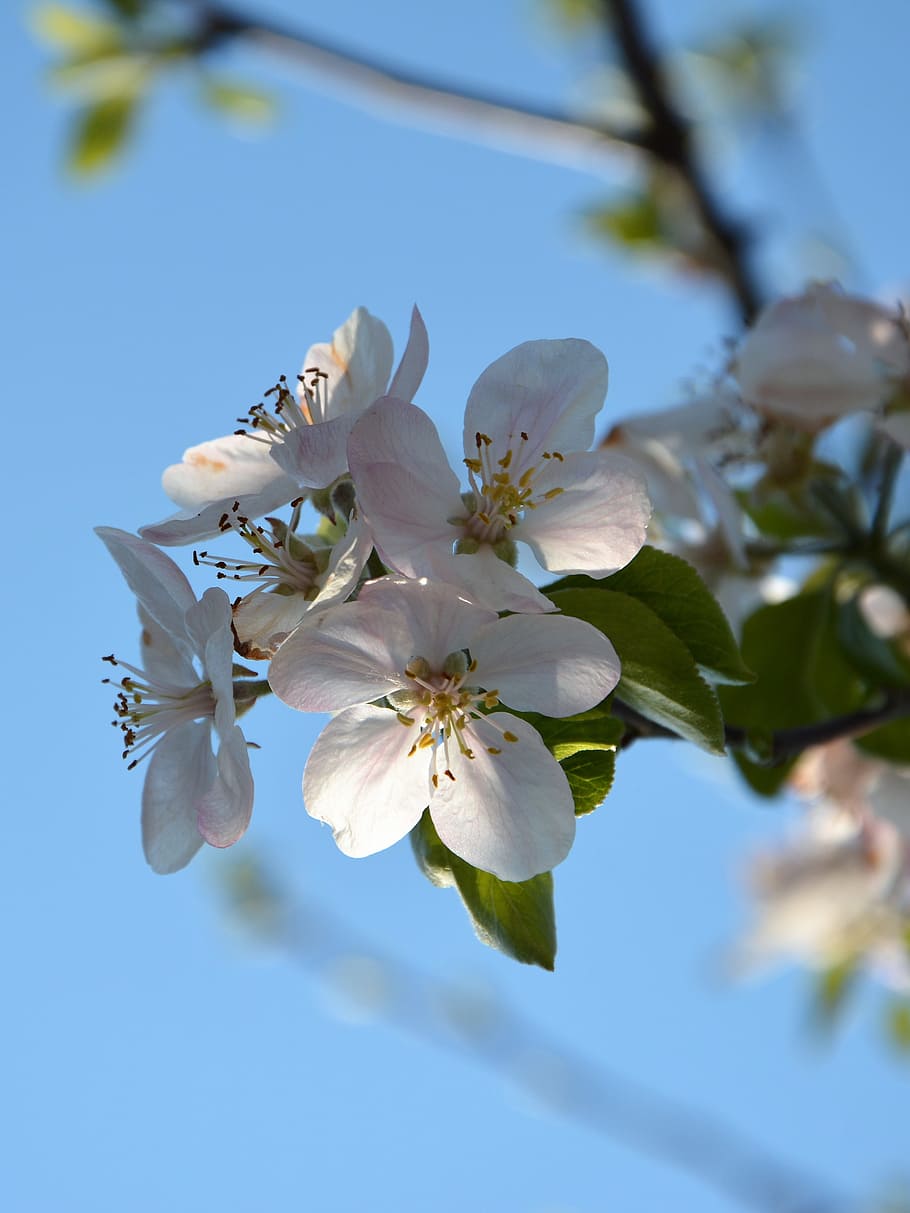 ramita, primavera, primavera de chichewa, naturalesa, blanc, flors de primavera, macro, incidentalment primavera, detalls de tirs, planta, flor, tancar, brot, bonic, macro chichewa, cel, flors blanques, gall dindi, flors, bellesa, temporada, planta amb flors, fragilitat, vulnerabilitat, bellesa a la natura, frescor, creixement, arbre, primer pla, pol·len, pètal, branca, flor de cirerer, inflorescència, arbre fruiter, dia, cap de flor, cap gent, cirerer, a l'aire lliure, Ram de flors, 4K