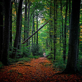 grøn, bladede, træer foto, dag tid, skovtræ, blå, himmel, Skov, træ, landskab, lys, struktur, diagonal, efteråret, efterår, blade, rød, Schweiz, farve, blad, naturaleza, plante, jord, bagagerum, træstamme, skønhed i naturen, vækst, ro, rolig scene, natur, ingen mennesker, ikke-urbane scene, scenics - natur, grøn farve, dag, vejen frem, idyllisk, lave om, udendørs, 5K, CC0, offentligt domæne, royaltyfrie