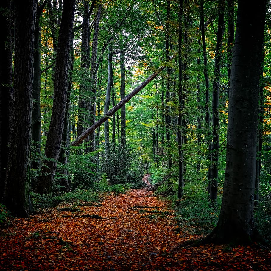 grøn, bladede, træer foto, dag tid, skovtræ, blå, himmel, Skov, træ, landskab, lys, struktur, diagonal, efteråret, efterår, blade, rød, Schweiz, farve, blad, naturaleza, plante, jord, bagagerum, træstamme, skønhed i naturen, vækst, ro, rolig scene, natur, ingen mennesker, ikke-urbane scene, scenics - natur, grøn farve, dag, vejen frem, idyllisk, lave om, udendørs, 5K