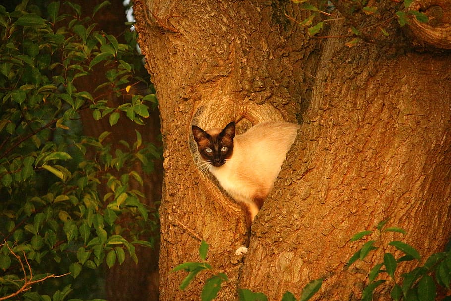 kat, killing, træ, gren, Mieze, træ, afdeling, gemmested, siamese kat, siameser, siam, dyr, natur, pattedyr, udendørs, dyreliv, et dyr, dyre temaer, indenlandske kat, feline, ingen mennesker, kæledyr, hvirveldyr, husdyr, indenlandske, plante, træstamme, bagagerum, portræt, dag, kigger på kameraet, bakkenbart, 5K