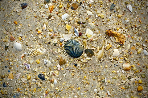 shell, beach, sand, beach scene, sea shells, seashells, animal, animal wildlife, animal themes, animals in the wild, nature, water, land, one animal, no people, sea, vertebrate, high angle view, day, seashell, beauty in nature, fish, outdoors, marine, pebble, 5K, CC0, public domain, royalty free