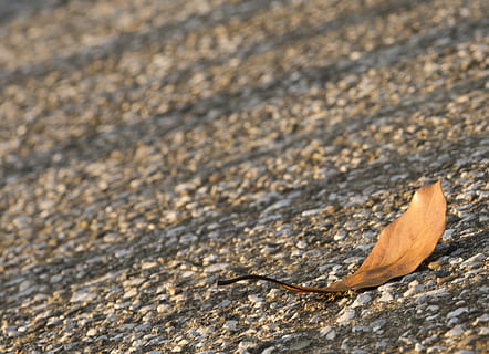 Entlaubung, Licht, Sonnenuntergang, Schatten, einsames Blatt, Herbst, Nahansicht, Pflanzenteil, keine Leute, texturiert, Tag, Blatt, Natur, High Angle View, draußen, selektiver Fokus, Rau, trocken, Land, Rock, braun, solide, Rock - Objekt, Veränderung, Sonnenlicht, natürlicher Zustand, 2K, CC0, gemeinfrei, lizenzfrei