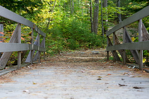 Brücke, Wald, Natur, Pfad, Pflanzen, Bäume, Baum, Land, Holz - Material, Pflanze, keine Leute, leeren, Tag, Abwesenheit, Richtung, Ruhe, Sitz, Wachstum, Fußweg, der Weg nach vorn, Pflanzenteil, draußen, Blatt, 5K, CC0, gemeinfrei, lizenzfrei