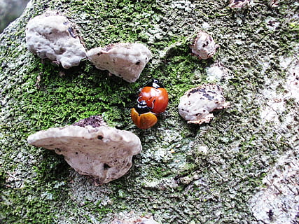 ladybug, beetle, insect, leaf, stem, fungi, ear nerve, copulation, mating, arthropod, no people, food, plant, nature, high angle view, growth, day, land, vegetable, food and drink, freshness, close-up, moss, wellbeing, field, outdoors, rock, solid, healthy eating, rock - object, 4K, CC0, public domain, royalty free