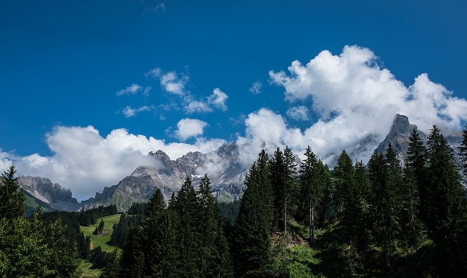 distante, marrón, montaña, verde, Pinos, arboles, nublado, cielo, árbol, nube, bosque, colina, acantilado, madera, abeto, distancia, campo, cumbre, naturaleza, nube - cielo, planta, paisajes - naturaleza, belleza en la naturaleza, escena tranquila, Pino, tierra, ambiente, azul, tranquilidad, escena no urbana, paisaje, nadie, color verde, viaje, árbol conífero, bosque de pinos, cordillera, al aire libre, pico de la montaña, 4K