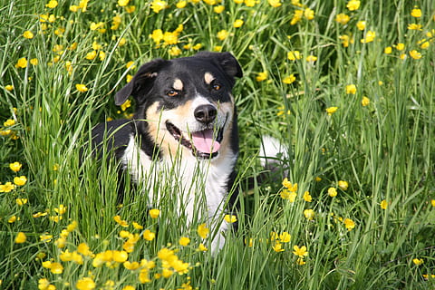 perro, hierba, hermoso, frontera, híbrido, ver, prado, un animal, canino, temas de animales, mamífero, nacional, mascotas, animal, animales domesticos, planta, planta floreciendo, flor, campo, crecimiento, vertebrado, naturaleza, retrato, nadie, color verde, jadeo, al aire libre, boca abierta, cabeza de animal, border collie, 4K, CC0, dominio público, libre de derechos