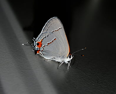 mot, schaduw, insect, vleugel, dieren in het wild, kever, helder, klein, delicaat, breekbaar, kleurrijk, antennes, slurf, cocon, borstkas, wild, entomologie, metamorfose, buitenshuis, leven, natuur, ongewerveld, dierlijke thema's, dier, één dier, detailopname, dierenleven, dierenvleugel, geen mensen, zwarte achtergrond, dierlijke lichaamsdeel, volledige lengte, selectieve aandacht, macro, geleedpotige, vlinder - insect, dierlijke antenne, zoölogie, 4K, CC0, publiek domein, royaltyvrij