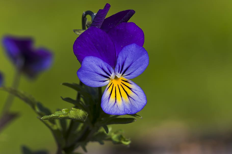 blomst, stedmoderblomst, blomstrende plante, skrøbelighed, lilla, sårbarhed, plante, friskhed, skønhed i naturen, kronblad, blomsterhoved, tæt på, blomsterstand, vækst, natur, fokus på forgrunden, ingen mennesker, botanik, selektiv fokusering, gul, iris - plante, pollen, bægerblad, 4K
