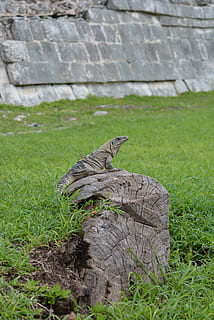kukulcan, chichen, itza, grass, animal themes, animal, animal wildlife, animals in the wild, plant, vertebrate, one animal, nature, green color, day, no people, reptile, bird, field, outdoors, solid, land, focus on foreground, full length, iguana, profile view, 2K, CC0, public domain, royalty free