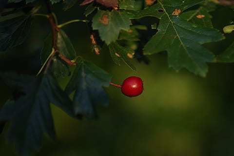 Rote Beete, Obst, Natur, rot, Herbst, Garten, wilde Blume, Farbe, Dekoration, gesundes Essen, Essen und Trinken, Lebensmittel, Pflanze, Blatt, Pflanzenteil, Baum, Wachstum, keine Leute, grüne Farbe, Wohlbefinden, Frische, Schönheit in der Natur, Nahansicht, Tag, Kirsche, Fokus auf den Vordergrund, draußen, reif, 1080P, CC0, gemeinfrei, lizenzfrei