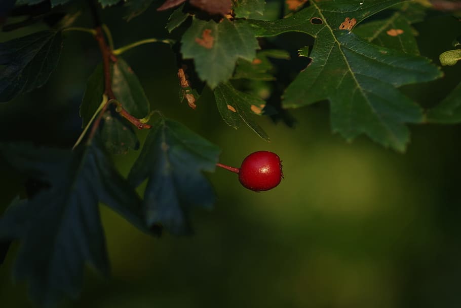 Rote Beete, Obst, Natur, rot, Herbst, Garten, wilde Blume, Farbe, Dekoration, gesundes Essen, Essen und Trinken, Lebensmittel, Pflanze, Blatt, Pflanzenteil, Baum, Wachstum, keine Leute, grüne Farbe, Wohlbefinden, Frische, Schönheit in der Natur, Nahansicht, Tag, Kirsche, Fokus auf den Vordergrund, draußen, reif, 1080P