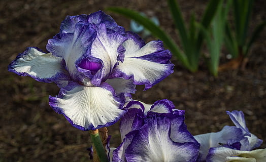 iris, violet alb, floare, primăvară, grădinile iris prevestite, planta cu flori, prospeţime, fragilitate, plantă, Violet, vulnerabilitate, petală, inflorescenţă, cap de floare, frumusețe în natură, creştere, a închide, iris - plantă, natură, să se concentreze asupra primelor elemente, nici o persoana, zi, moliciune, 4K, CC0, domeniu public, fără drepturi de autor