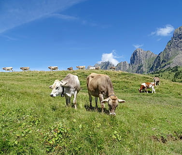 vacas, ganado, una, alm, montañas, Suiza, paisaje de montaña, idilio, ver, alpino, nacional, mamífero, hierba, animales domesticos, campo, planta, tierra, mascotas, animal, temas de animales, grupo de animales, paisaje, cielo, color verde, vaca, ambiente, nadie, montaña, herbívoro, 4K, CC0, dominio público, libre de derechos