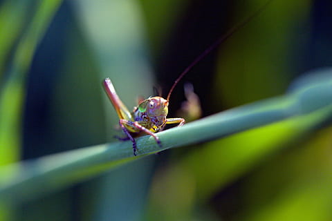 ภาพถ่ายระยะใกล้, ทางตะวันออก, ตั๊กแตน lubber, สีเขียว, ใบไม้, ตั๊กแตน, แมลง, แมโคร, ธรรมชาติ, สัตว์, ใกล้ชิด, สวน, สัตว์ที่ไม่มีกระดูกสันหลัง, ธีมสัตว์, สัตว์หนึ่งตัว, สัตว์ป่า, สัตว์ในป่า, ส่วนของร่างกายสัตว์, เลือกโฟกัส, ไม่มีคน, วัน, เสาอากาศสัตว์, ปลูก, ส่วนของพืช, กลางแจ้ง, ตาสัตว์, ใบหญ้า, 4K, CC0, โดเมนสาธารณะ, ค่าลิขสิทธิ์ฟรี