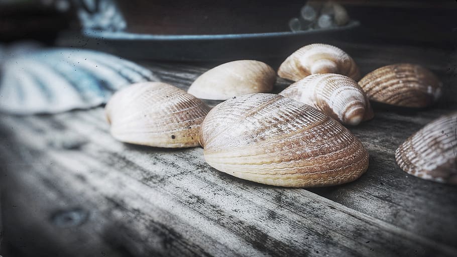 conchiglia, legna, Nature morte, guscio di animale, fauna selvatica, avvicinamento, animale, mollusco, legno - materiale, nessuno, natura morta, invertebrato, lumaca, gasteropode, temi animali, messa a fuoco selettiva, gruppo di oggetti, giorno, cibo, tavolo, cibo e bevande, grande gruppo di oggetti, 2K
