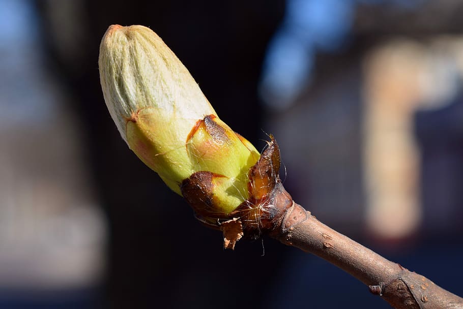 Natur, Baum, Frühling, Knospe, Ast, Makro, Einzelheiten, krupnyj plan, Blumen, Nahansicht, Fokus auf den Vordergrund, Essen und Trinken, keine Leute, Lebensmittel, Frische, gesundes Essen, Tag, draußen, Pflanze, Obst, selektiver Fokus, Sonnenlicht, ein Tier, Wohlbefinden, Wachstum, Tierthemen, 4K