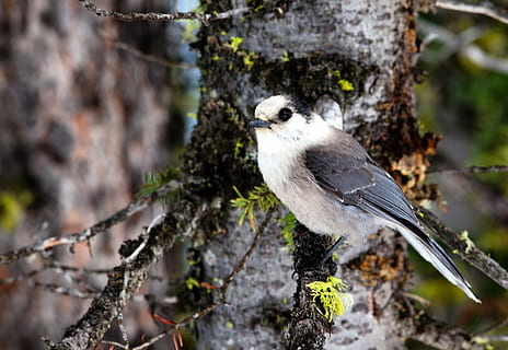 jay gris, pájaro, árbol, rama, perca, naturaleza, fuera de, macro, de cerca, temas de animales, animal, un animal, fauna animal, vertebrado, animales en la naturaleza, posado, planta, día, nadie, centrarse en primer plano, al aire libre, tronco de arbol, longitud total, enfoque selectivo, liquen, 4K, CC0, dominio público, libre de derechos