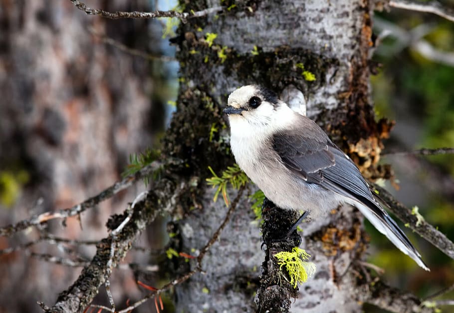 gris jay, ocell, arbre, branca, perca, naturalesa, fora, macro, primer pla, temes d'animals, animal, un animal, fauna animal, vertebrats, animals a la natura, posat, planta, dia, cap gent, centrar-se en primer pla, a l'aire lliure, tronc de l'arbre, longitud completa, enfocament selectiu, liquen, 4K