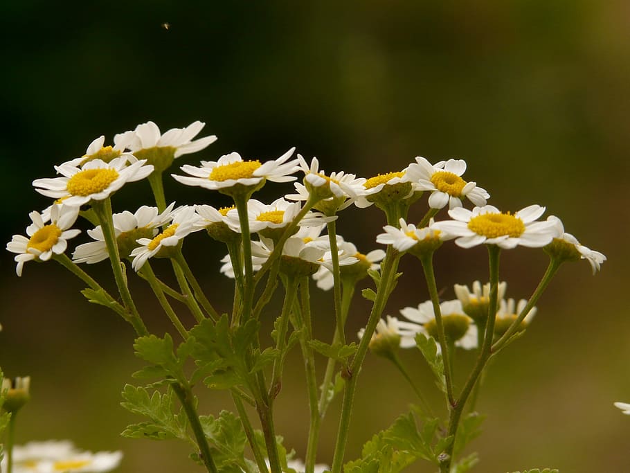 feverfew, flor, florir, blanc, groc, tanacetum parthenium, chrysanthemum parthenium, forma de arbust, planta, herba, herba medicinal, planta medicinal, flora, naturalesa, fragilitat, a l'aire lliure, sense cultiu, planta amb flors, frescor, bellesa a la natura, creixement, vulnerabilitat, primer pla, pètal, Color blanc, centrar-se en primer pla, cap de flor, cap gent, inflorescència, dia, enfocament selectiu, tija de la planta, 2K