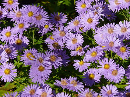 glat blad aster, aster, herbstaster, blomst, flor, blomster, prydplante, lilla, violet, flora, farverig, farve, bi, blomstrende plante, skrøbelighed, sårbarhed, friskhed, kronblad, plante, skønhed i naturen, blomsterhoved, vækst, tæt på, blomsterstand, fuld ramme, høj vinkel visning, natur, baggrunde, dag, ingen mennesker, botanik, pollen, blomsterseng, 2K, CC0, offentligt domæne, royaltyfrie