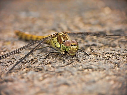libellula, Ali, insetto, natura, macro, verde, animale, riposo, damselfly, creatura, avvicinamento, ala animale, Marrone, un animale, animali allo stato selvatico, fauna selvatica, temi animali, messa a fuoco selettiva, invertebrato, giorno, nessuno, parte del corpo animale, all'aperto, artropodo, luce del sole, zoologia, solido, occhio animale, 4K, CC0, dominio pubblico, privo di copyright