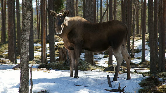 moose, zvířata, Los, zvířat, kůň, jednoho zvířete, zimní, domácí zvířata, strom, sníh, savec, studená teplota, zvíře, obratlovců, přistát, Příroda, rostlina, den, kufr, nikdo, kmen stromu, domácí, býložravý, venku, 5K, CC0, veřejná doména, bez autorských práv