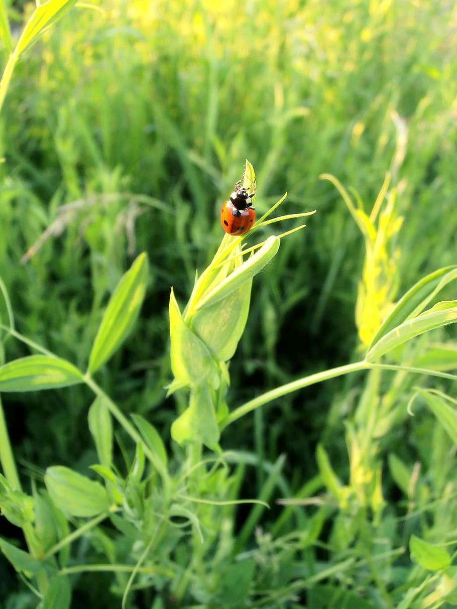 marieta, escarabat, tipster, estiu, insecte, insectes, vermell, poc, verds, insecte volador, naturalesa, planta, herba, color verd, animal, full, a l'aire lliure, prat, un animal, temes d'animals, animals a la natura, fauna animal, invertebrat, creixement, primer pla, dia, bellesa a la natura, part de la planta, cap gent, vulnerabilitat, fragilitat, centrar-se en primer pla, polinització, fulla d'herba, 1080P